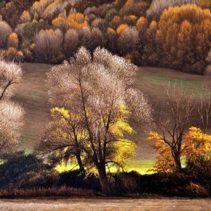 Autunno in controluce - olio sui tela - cm 105 x 70